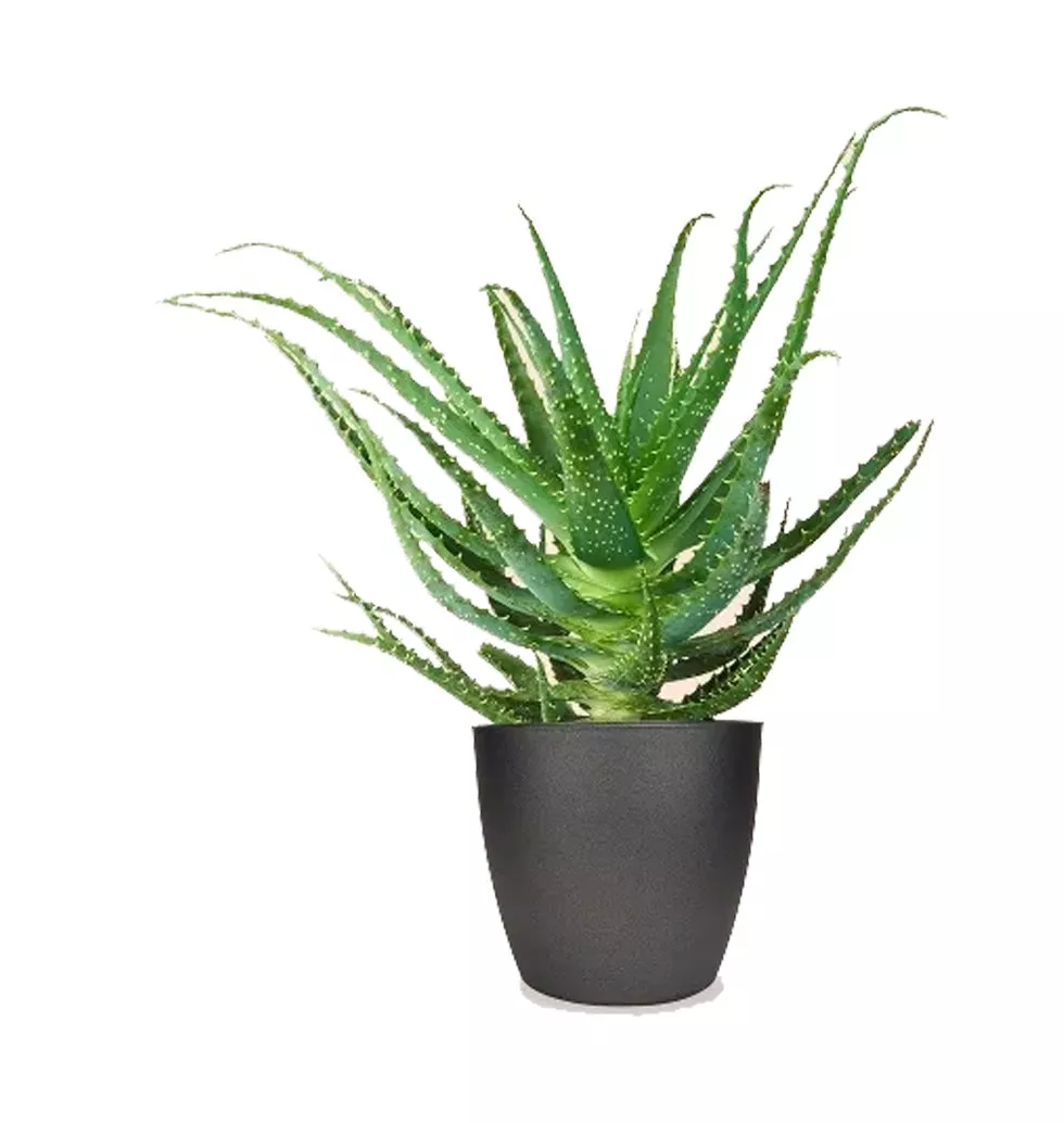 Aloe Arborescent Plant