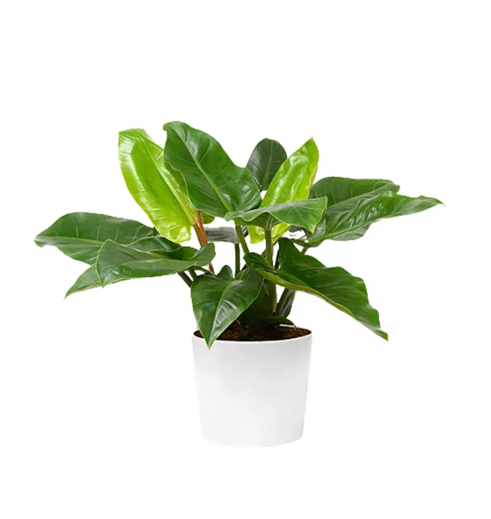 Plant With Cultural Pot