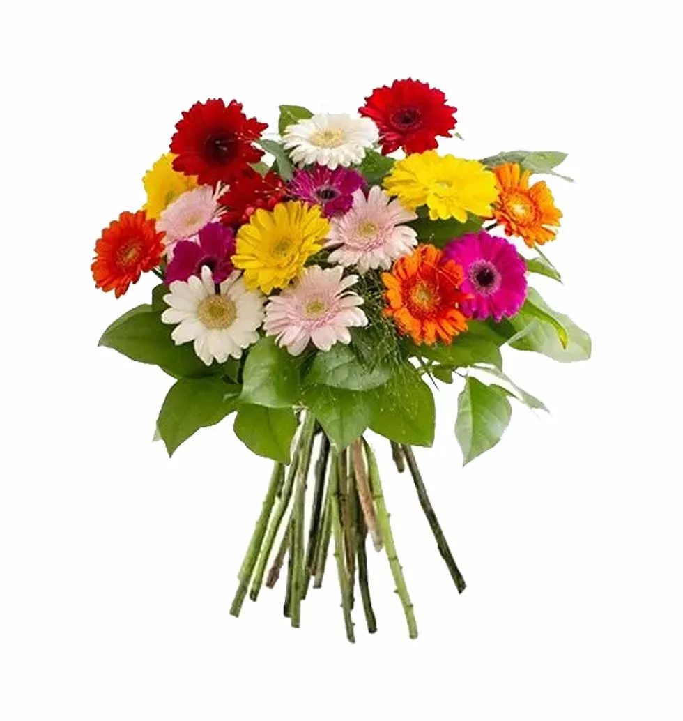 Cheerful Gerbera Collection