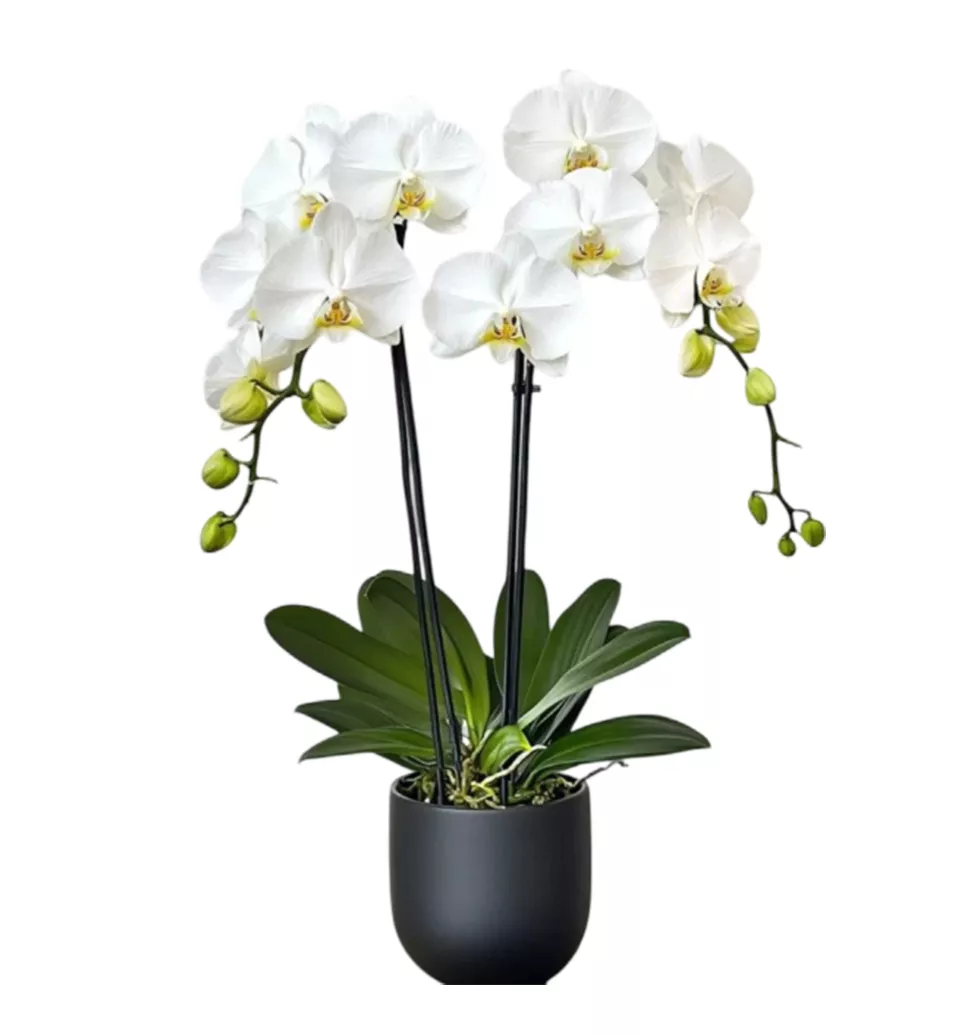 Precious 4-Branch Orchid