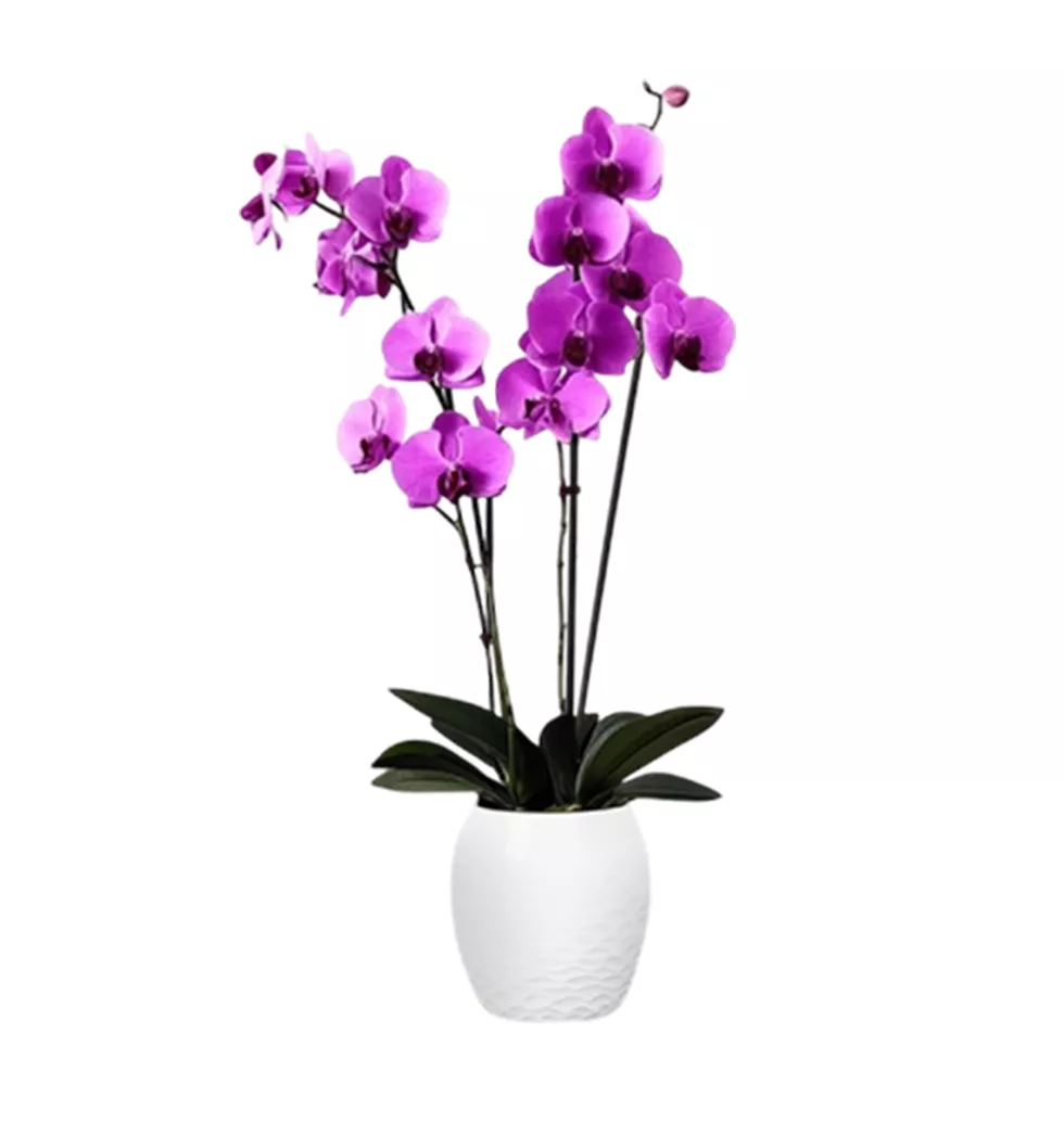 Eye-Catching Orchid Arrangement