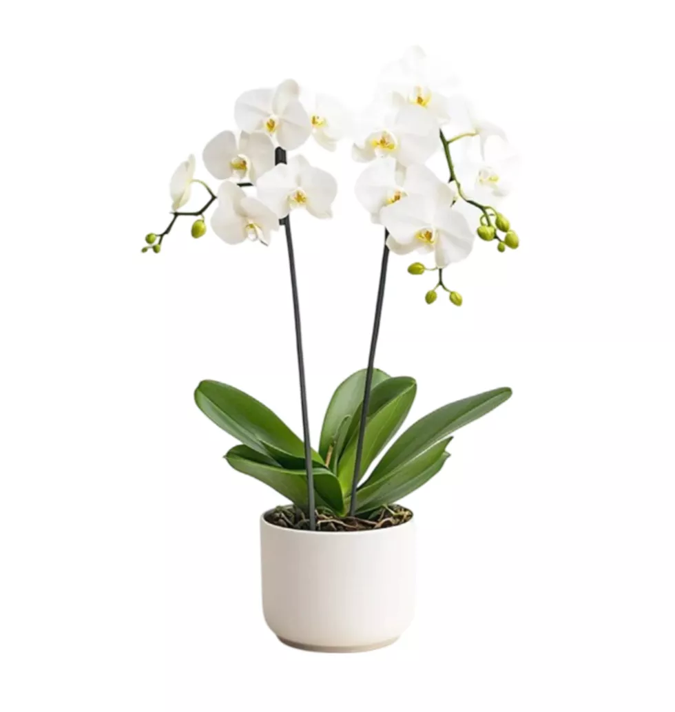 Pure White Orchid Arrangement