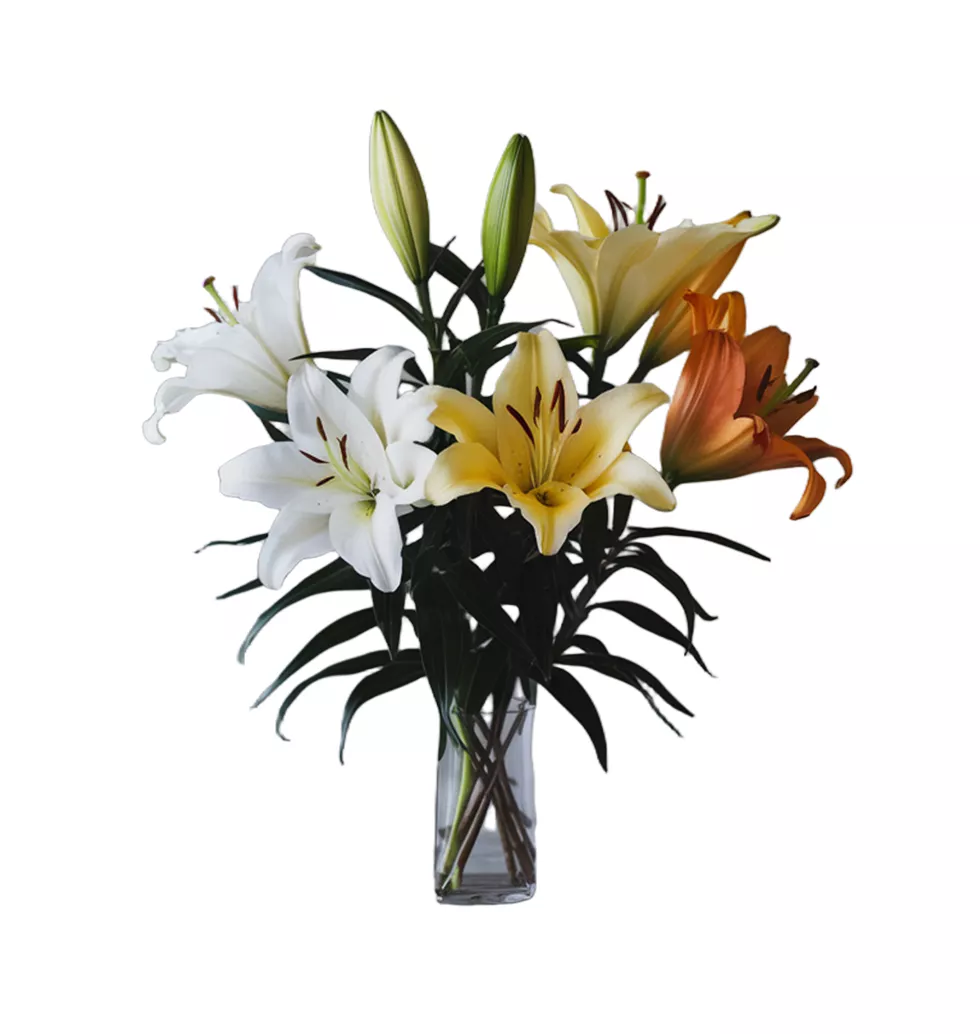 7 Vibrant Lily Collection